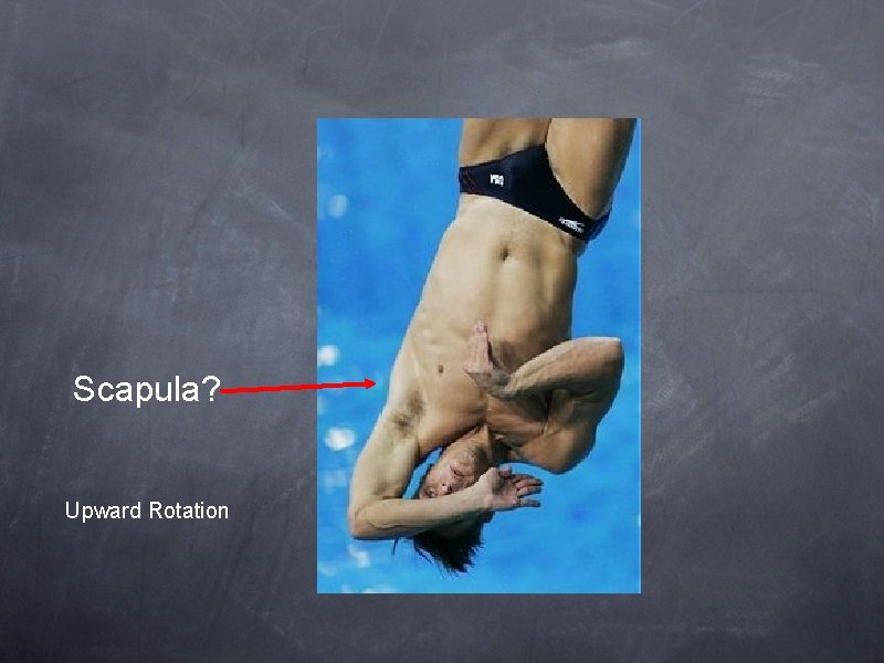 Scapula? Upward Rotation 