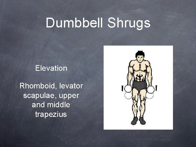 Dumbbell Shrugs Elevation Rhomboid, levator scapulae, upper and middle trapezius 
