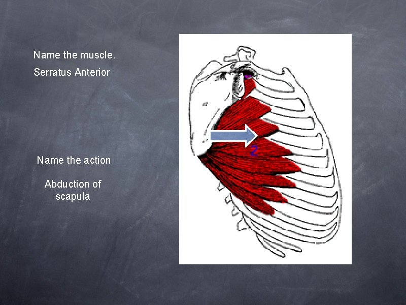 Name the muscle. Serratus Anterior Name the action Abduction of scapula 