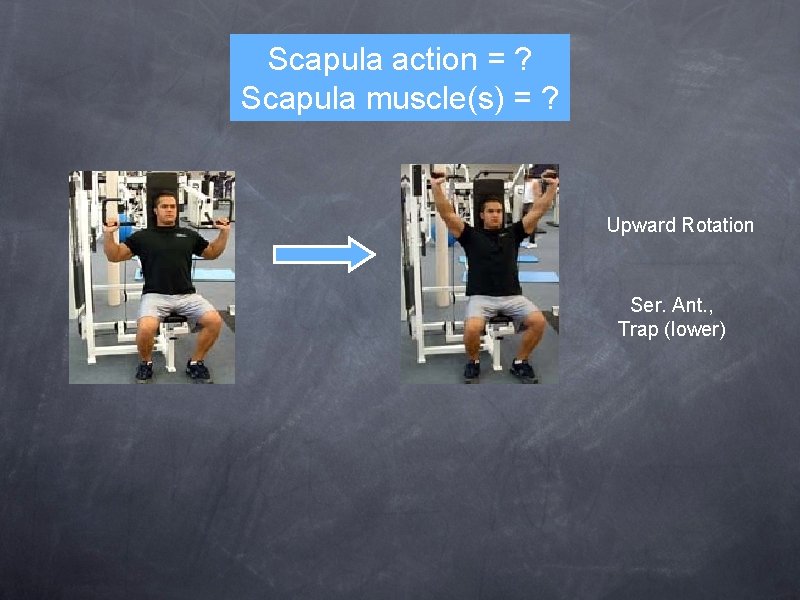 Scapula action = ? Scapula muscle(s) = ? Upward Rotation Ser. Ant. , Trap