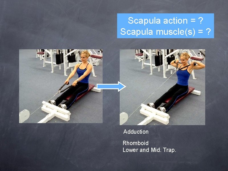 Scapula action = ? Scapula muscle(s) = ? Adduction Rhomboid Lower and Mid. Trap.