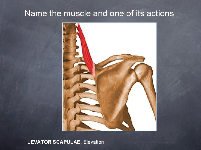 Name the muscle and one of its actions. LEVATOR SCAPULAE. Elevation 