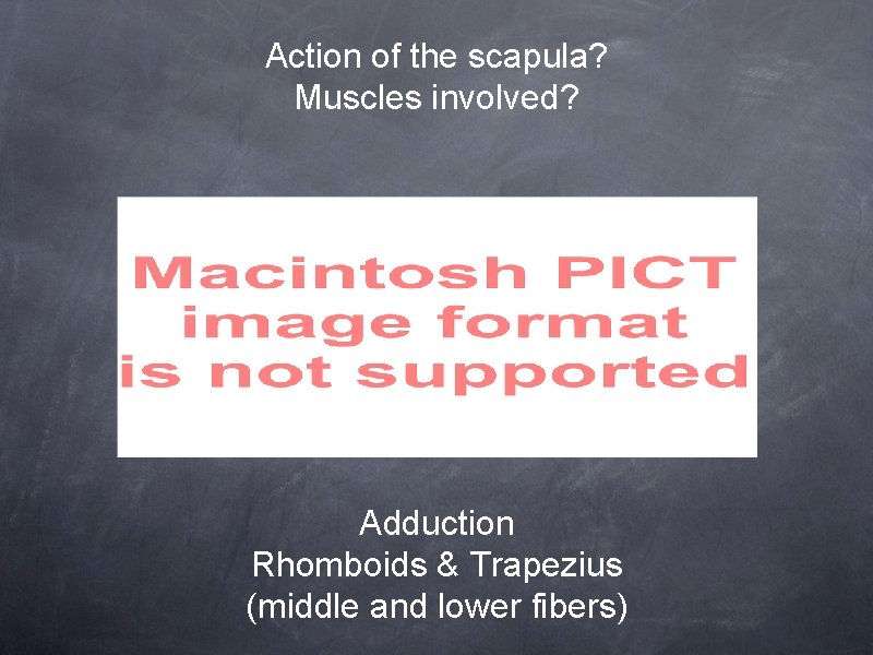 Action of the scapula? Muscles involved? Adduction Rhomboids & Trapezius (middle and lower fibers)