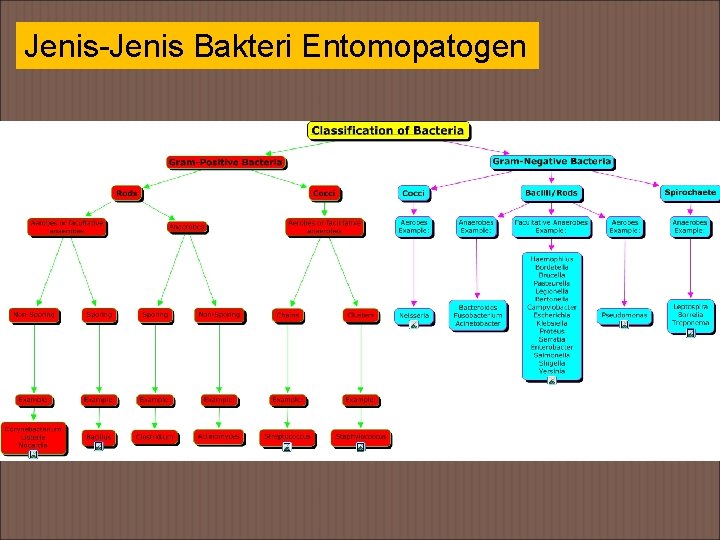 Jenis-Jenis Bakteri Entomopatogen 