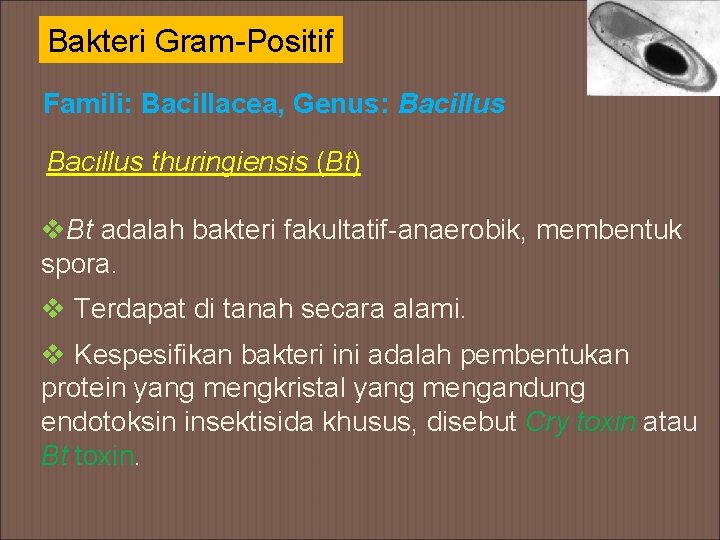 Bakteri Gram-Positif Famili: Bacillacea, Genus: Bacillus thuringiensis (Bt) v. Bt adalah bakteri fakultatif-anaerobik, membentuk