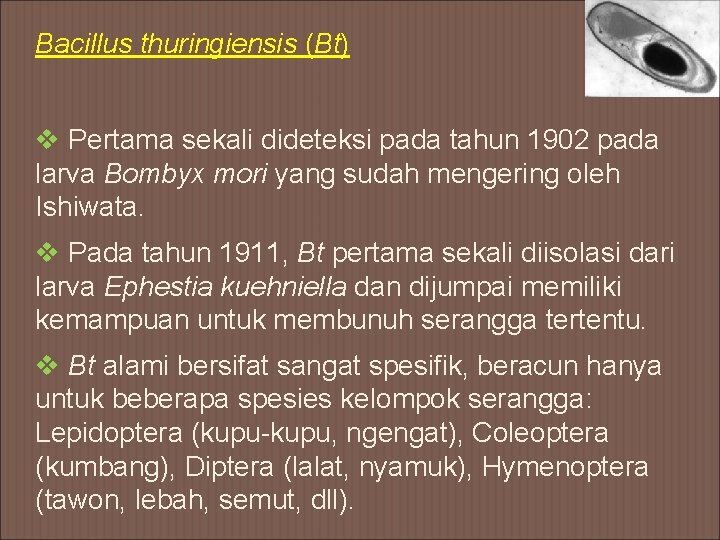 Bacillus thuringiensis (Bt) v Pertama sekali dideteksi pada tahun 1902 pada larva Bombyx mori