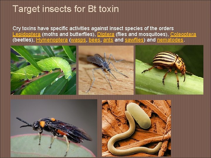 Target insects for Bt toxin Cry toxins have specific activities against insect species of