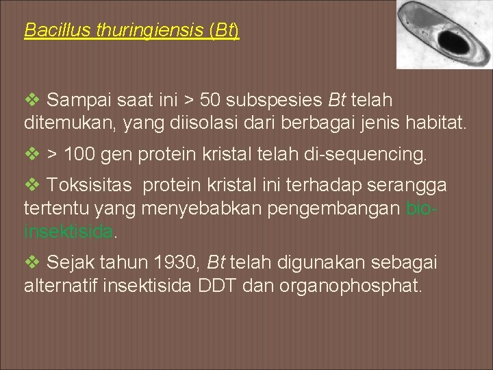 Bacillus thuringiensis (Bt) v Sampai saat ini > 50 subspesies Bt telah ditemukan, yang