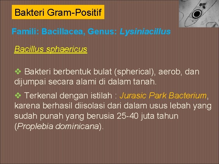 Bakteri Gram-Positif Famili: Bacillacea, Genus: Lysiniacillus Bacillus sphaericus v Bakteri berbentuk bulat (spherical), aerob,