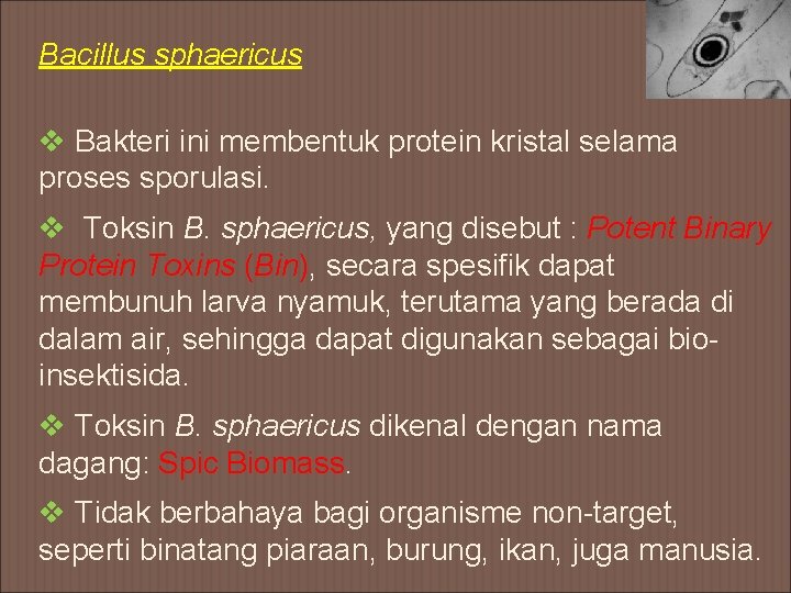 Bacillus sphaericus v Bakteri ini membentuk protein kristal selama proses sporulasi. v Toksin B.