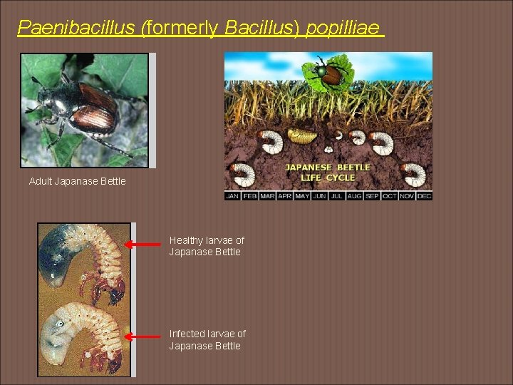 Paenibacillus (formerly Bacillus) popilliae Adult Japanase Bettle Healthy larvae of Japanase Bettle Infected larvae