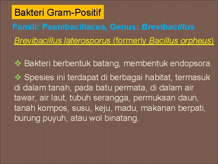 Bakteri Gram-Positif Famili: Paenibacillacea, Genus: Brevibacillus laterosporus (formerly Bacillus orpheus) v Bakteri berbentuk batang,