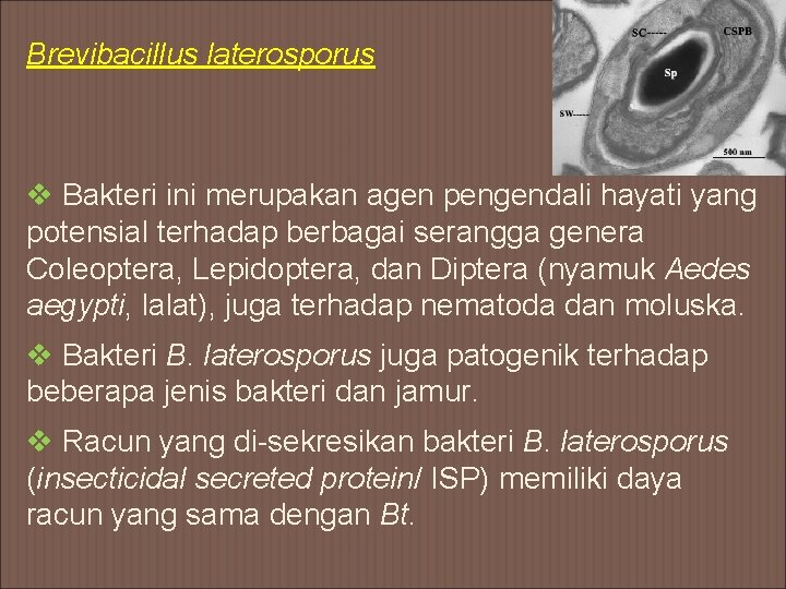 Brevibacillus laterosporus v Bakteri ini merupakan agen pengendali hayati yang potensial terhadap berbagai serangga