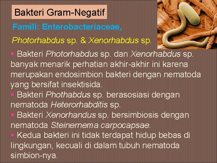 Bakteri Gram-Negatif Famili: Enterobacteriaceae, Photorhabdus sp. & Xenorhabdus sp. § Bakteri Photorhabdus sp. dan