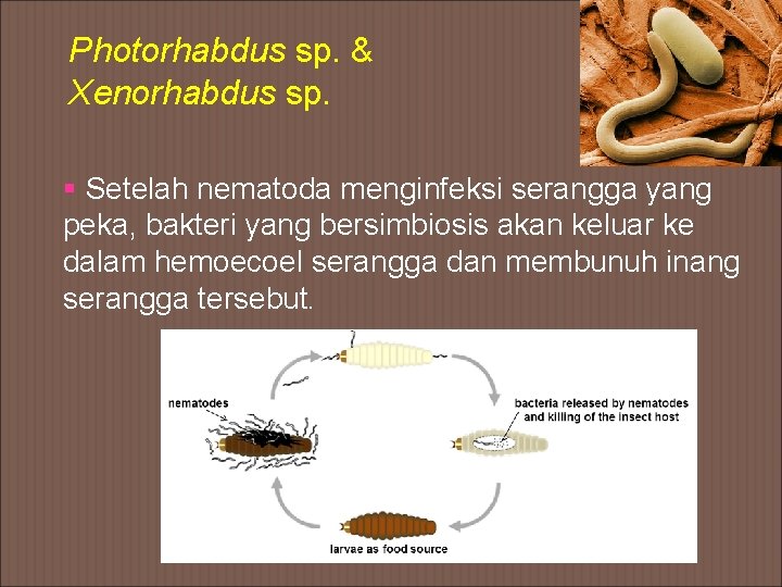 Photorhabdus sp. & Xenorhabdus sp. § Setelah nematoda menginfeksi serangga yang peka, bakteri yang