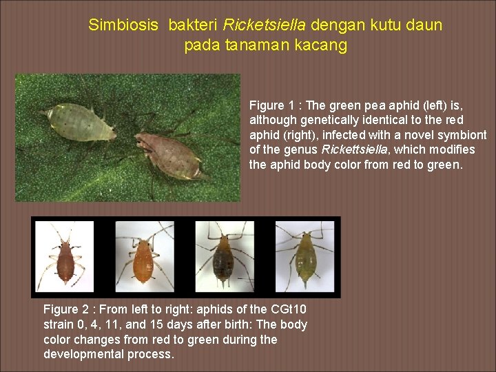 Simbiosis bakteri Ricketsiella dengan kutu daun pada tanaman kacang Figure 1 : The green