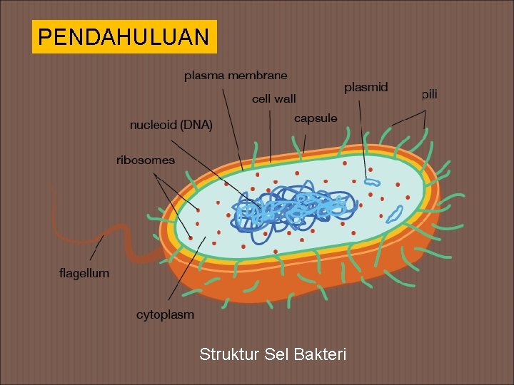 PENDAHULUAN Struktur Sel Bakteri 