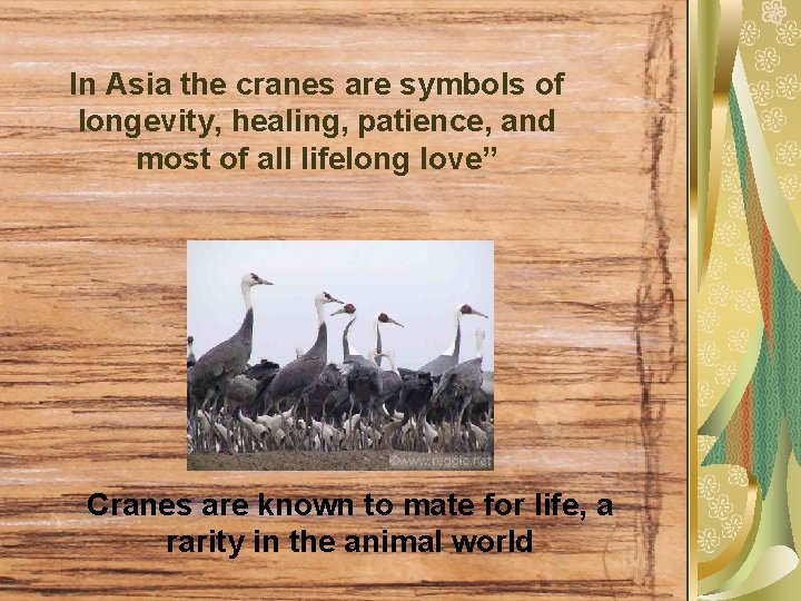 In Asia the cranes are symbols of longevity, healing, patience, and most of all
