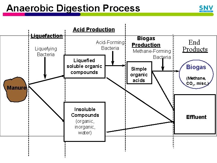 Anaerobic Digestion Process Acid Production Liquefaction Liquefying Bacteria Acid-Forming Bacteria Liquefied soluble organic compounds