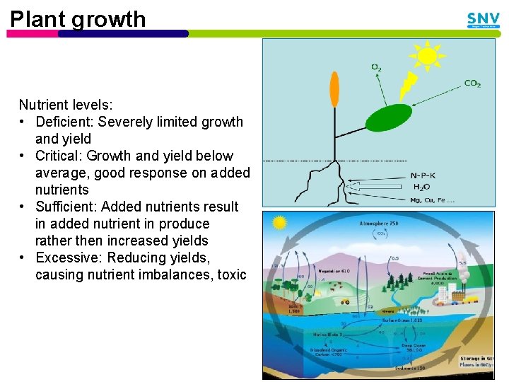 Plant growth Nutrient levels: • Deficient: Severely limited growth and yield • Critical: Growth