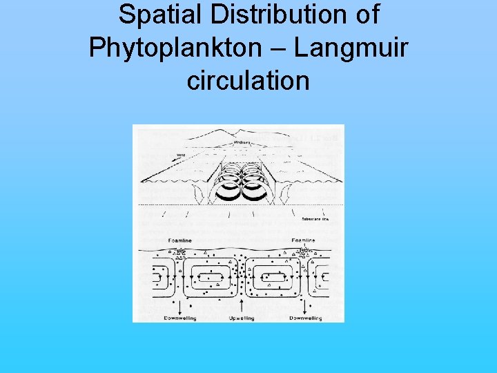 Spatial Distribution of Phytoplankton – Langmuir circulation 