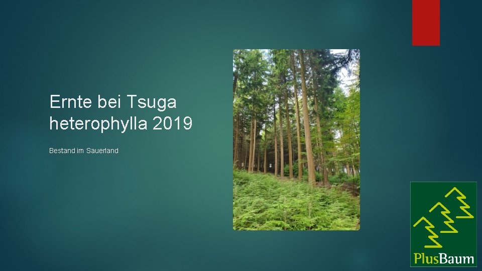 Ernte bei Tsuga heterophylla 2019 Bestand im Sauerland 