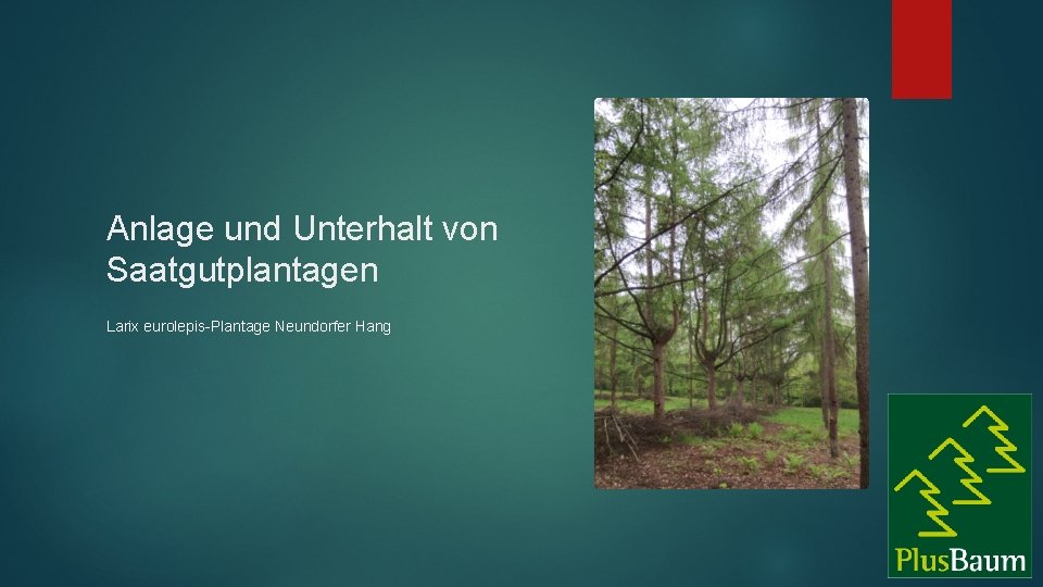 Anlage und Unterhalt von Saatgutplantagen Larix eurolepis-Plantage Neundorfer Hang 