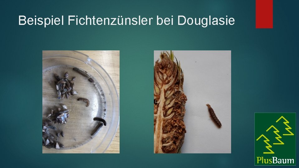 Beispiel Fichtenzünsler bei Douglasie 