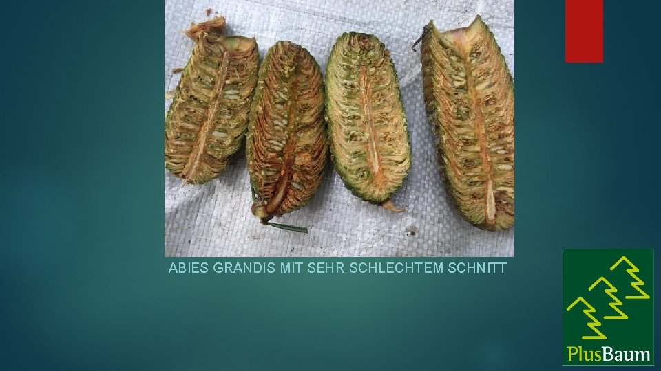 n ABIES GRANDIS MIT SEHR SCHLECHTEM SCHNITT 