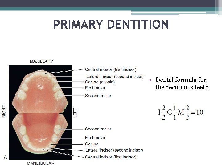 PRIMARY DENTITION • Dental formula for the deciduous teeth 