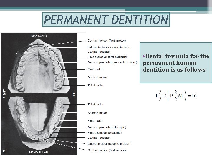 PERMANENT DENTITION • Dental formula for the permanent human dentition is as follows 