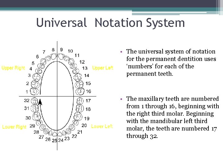 Universal Notation System • The universal system of notation for the permanent dentition uses