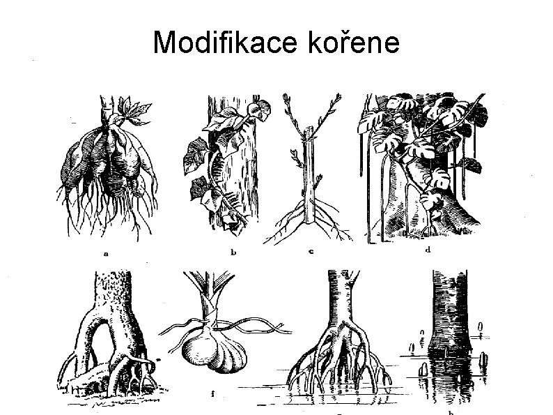Modifikace kořene 