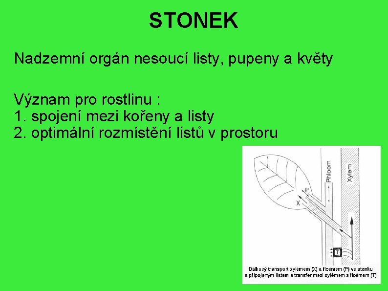 STONEK Nadzemní orgán nesoucí listy, pupeny a květy Význam pro rostlinu : 1. spojení