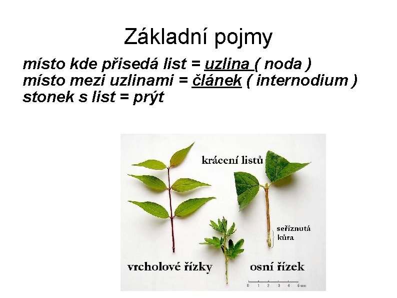 Základní pojmy místo kde přisedá list = uzlina ( noda ) místo mezi uzlinami