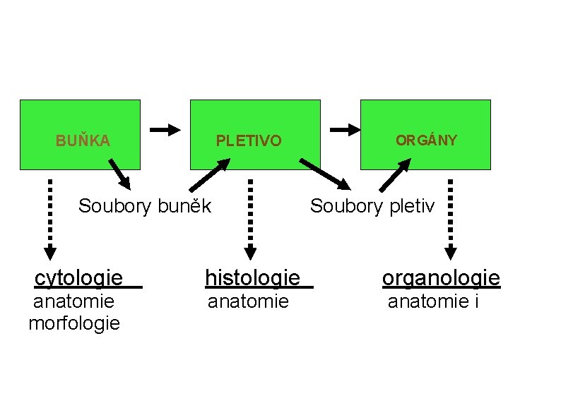 BUŇKA PLETIVO Soubory buněk ORGÁNY Soubory pletiv cytologie histologie organologie anatomie morfologie anatomie i