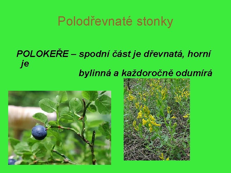 Polodřevnaté stonky POLOKEŘE – spodní část je dřevnatá, horní je bylinná a každoročně odumírá