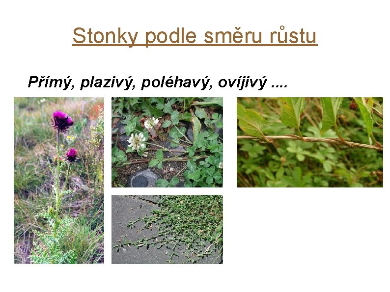 Stonky podle směru růstu Přímý, plazivý, poléhavý, ovíjivý. . 