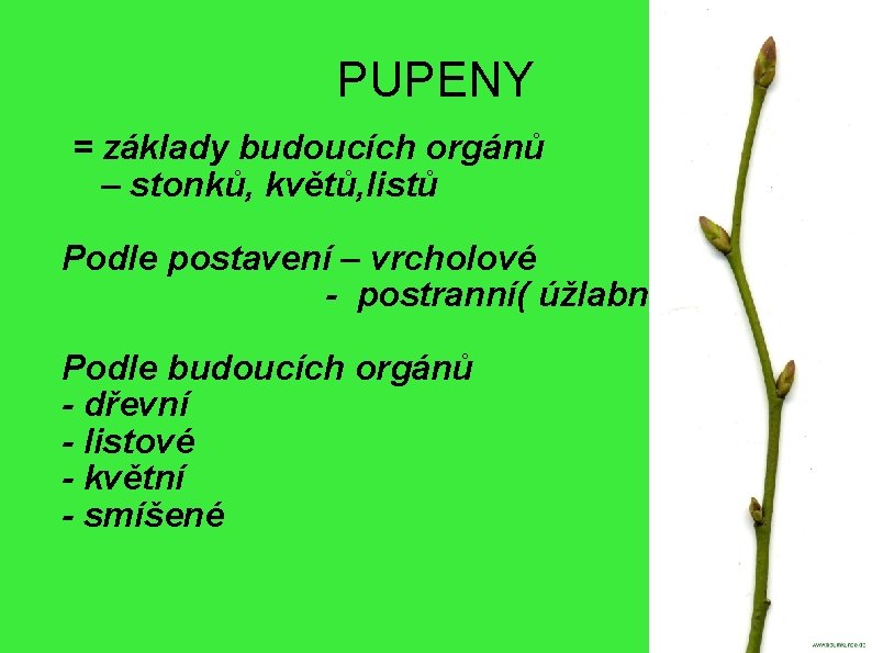 PUPENY = základy budoucích orgánů – stonků, květů, listů Podle postavení – vrcholové -