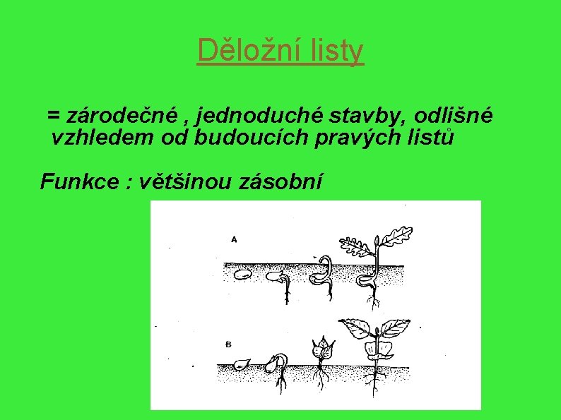 Děložní listy = zárodečné , jednoduché stavby, odlišné vzhledem od budoucích pravých listů Funkce