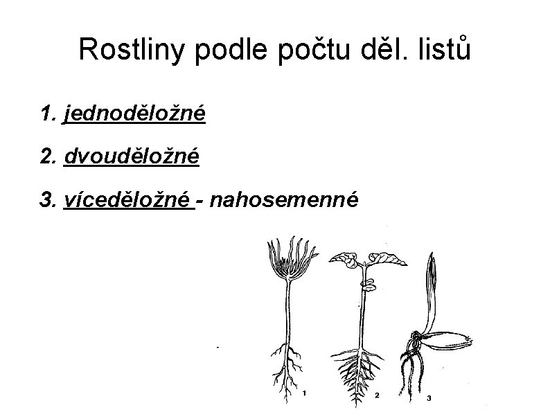 Rostliny podle počtu děl. listů 1. jednoděložné 2. dvouděložné 3. víceděložné - nahosemenné 