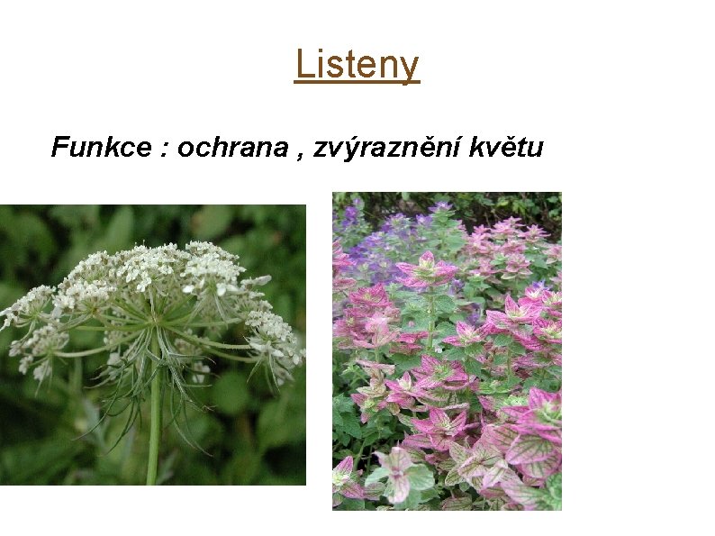 Listeny Funkce : ochrana , zvýraznění květu 