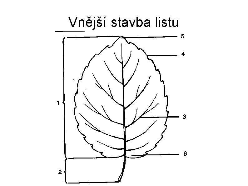Vnější stavba listu 