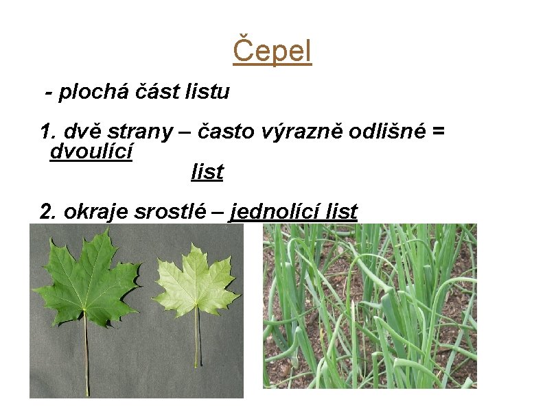 Čepel - plochá část listu 1. dvě strany – často výrazně odlišné = dvoulící