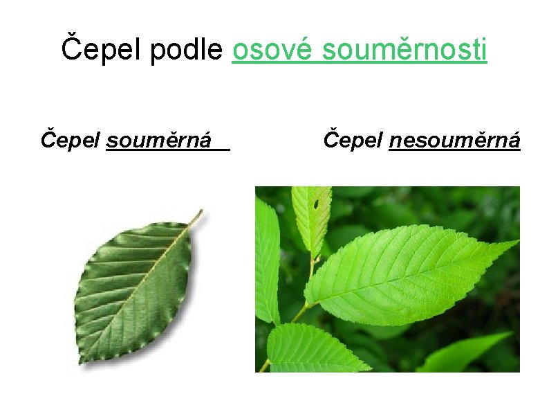 Čepel podle osové souměrnosti Čepel souměrná Čepel nesouměrná 