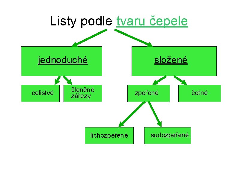 Listy podle tvaru čepele složené jednoduché celistvé členěné zářezy lichozpeřené sudozpeřené. četné 