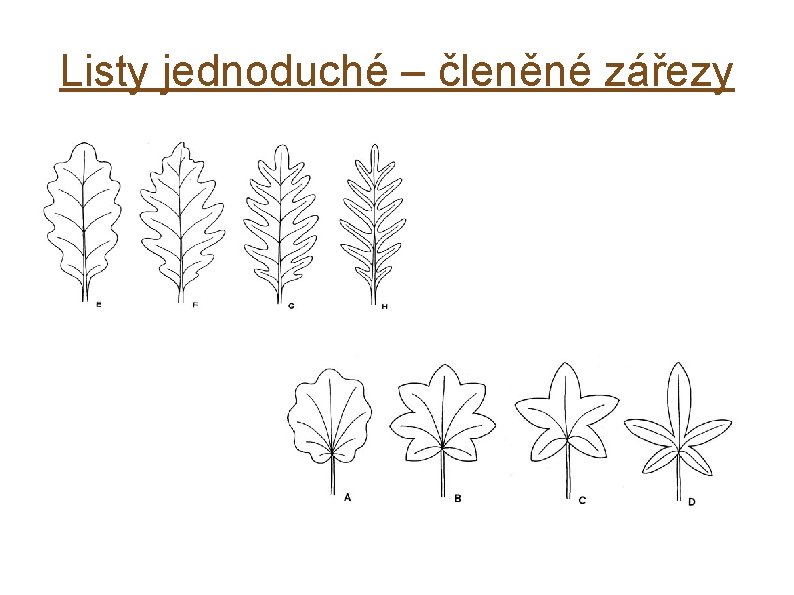 Listy jednoduché – členěné zářezy 