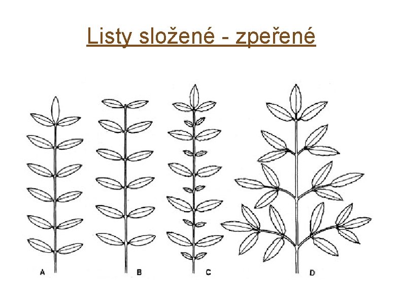 Listy složené - zpeřené 
