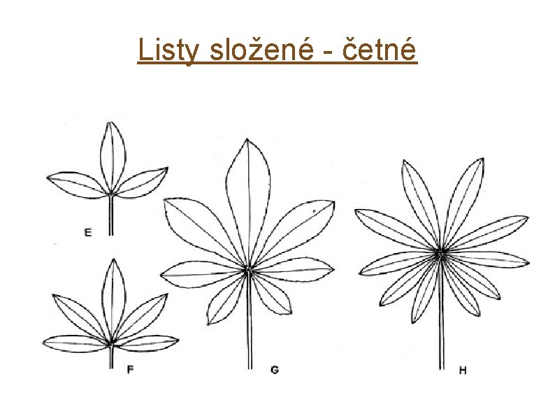 Listy složené - četné 