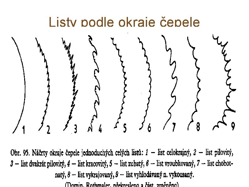 Listy podle okraje čepele 